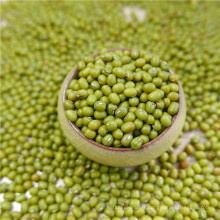 premier qualtiy Green Mung Beans pour la germination, MC, type 2016,